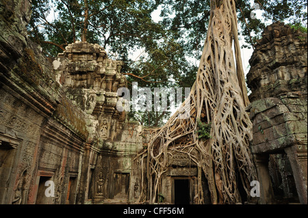 Ficus Strangulosa tree growing over a doorway in the ancient ruins of Ta Prohm, Angkor, Cambodia, Asia Stock Photo