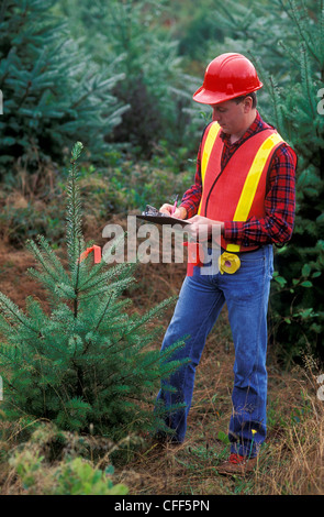 Forestry Worker And Juvenile Spruce Tree, British Columbia, Canada 