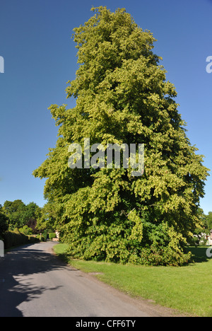 Aston Rowant, Village Green, Oxfordshire , UK , Silver Lime Tree Stock Photo