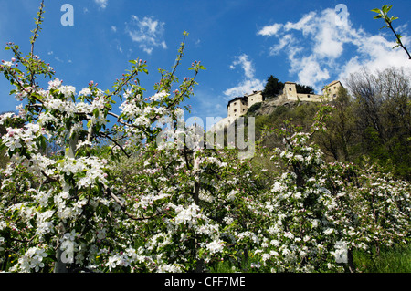 Blooming apple trees in front of Sigmundskron castle, Vinschgau, Alto Adige, South Tyrol, Italy, Europe Stock Photo
