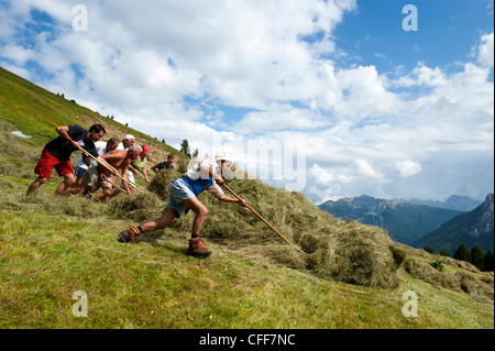 People at hay harvest, Val d'Ega, Alto Adige, South Tyrol, Italy, Europe Stock Photo