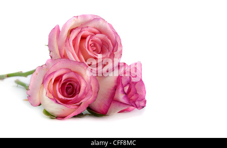 three pink roses on isolated background Stock Photo