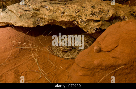 Western rattlesnake, northern Pacific rattlesnake, or Pacific rattlesnake; Crotalus oreganus. Arizona, USA Stock Photo