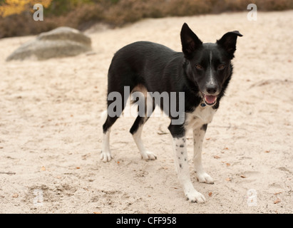 A cute black and white border collie dog stands happily in sand at the edge of the forest. Stock Photo