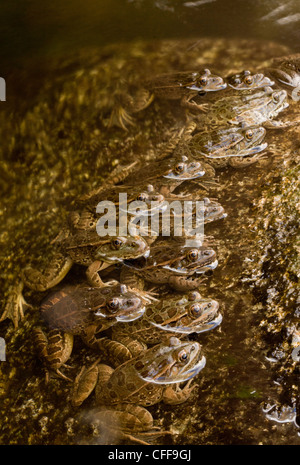 Lowland Leopard Frogs, Lithobates yavapaiensis, lined up in stream to catch prey. Sonoran desert. Arizona, USA Stock Photo