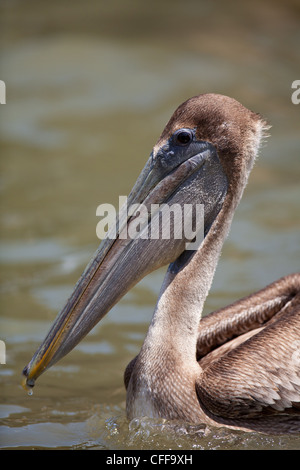 Immature Brown Pelican, Pelecanus occidentalis, on Gatun lake, Republic of Panama. Stock Photo