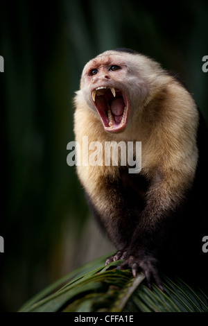 Panama wildlife with a white-faced capuchin, Cebus imitator, alpha male, on an island in Gatun lake, Republic of Panama, Central America Stock Photo