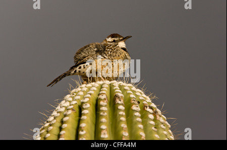 Cactus Wren, Campylorhynchus brunneicapillus on Giant Cactus (Saguaro). Sonoran desert, Arizona, USA Stock Photo