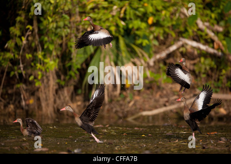 Black-bellied Whistling-ducks taking off from one of the sidearms of Gatun lake, Panama province, Republic of Panama. Stock Photo