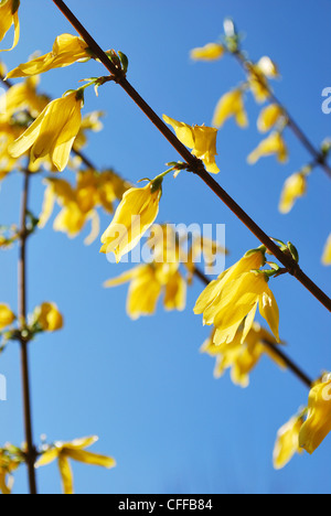 Yellow forsythia flowers detail against blue sky in springtime Stock Photo
