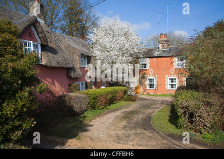 Thatched house red brick cottage with spring blossom, Grundisburgh, Suffolk, England Stock Photo