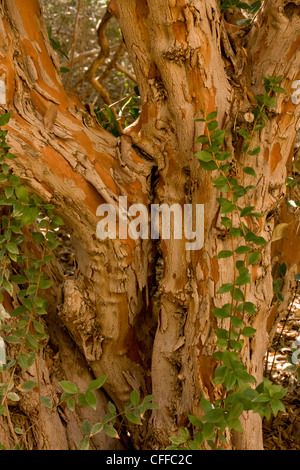 Ancient trunk of old Common Myrtle, Myrtus communis. Mediterranean. Stock Photo