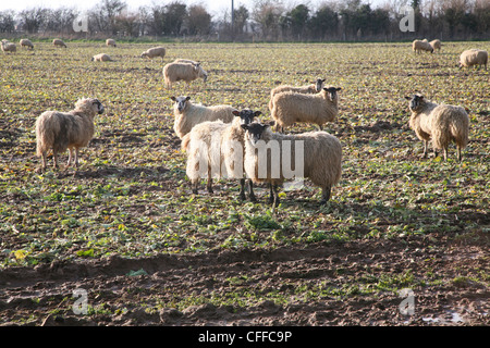 Sheep graze of leftover cabbage crop in field, Boyton, Suffolk, England Stock Photo