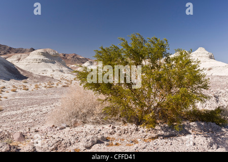 Creosote bush, Larrea tridentata, also known as chaparral, growing in dry badlands, nr. Shoshone; California, USA Stock Photo