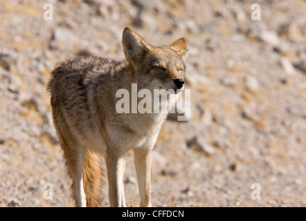 Coyote, American jackal or prairie wolf, Canis latrans, surviving in dry desert conditions. Death Valley, California, USA Stock Photo