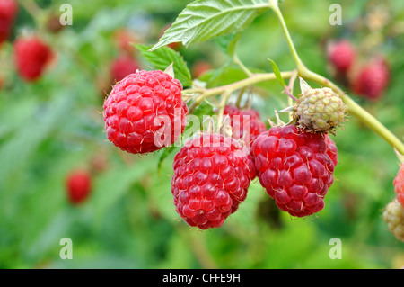 close-up of the ripe raspberry Stock Photo