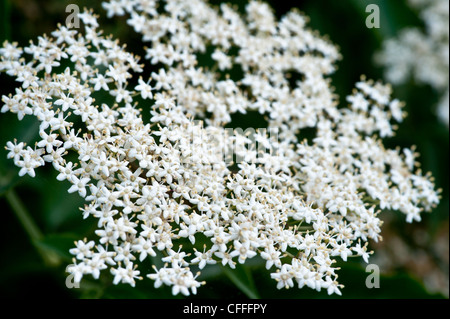 White Elderflowers Stock Photo