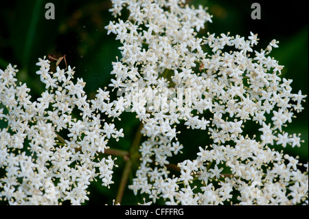 White Elderflowers Stock Photo