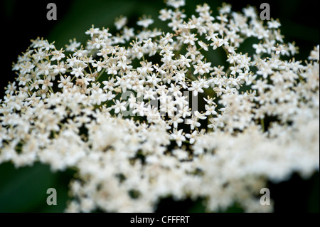 White Elderflowers Stock Photo