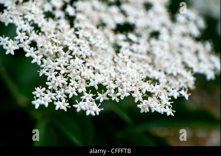 White Elderflowers Stock Photo