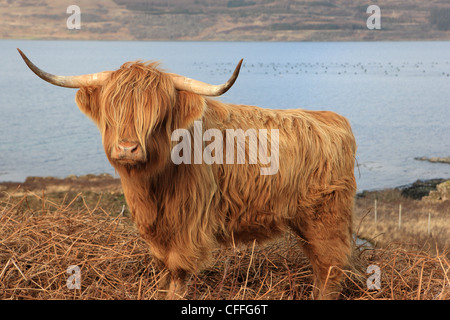 Highland cow on the banks of Loch Scridain on the Isle of Mull Stock Photo