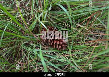 Evinston Florida fallen pinecone in grass Stock Photo