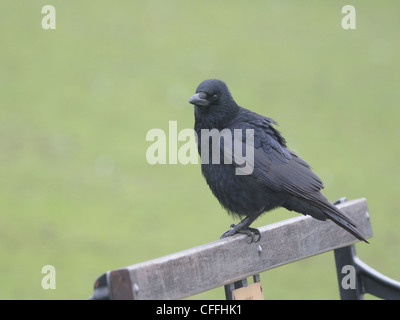 A Carrion Crow ( Corvus corone ) perching on the back of a park bench Stock Photo