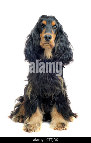 portrait of a purebred english cocker black and tan in a studio Stock Photo