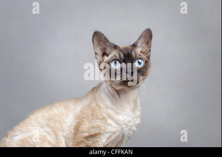 Devon Rex cat Stock Photo