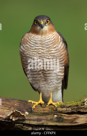 Close up front view of a male Sparrowhawk (Accipiter nisus) on a dead tree branch