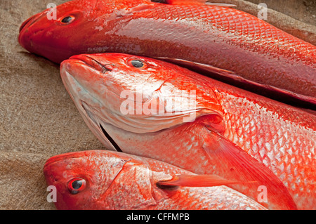 snapper fish for sale near me