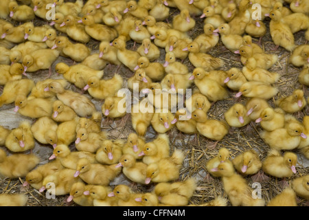 Young ducks in an intensive duck farm Stock Photo