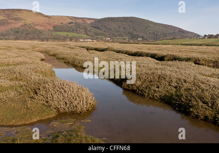 Porlock Ridge Saltmarsh at Porlock Bay, Somerset, developing as the shingle ridge has ...