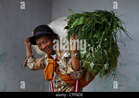 Local People carrying grass and plants in a village of Dieng plateau, Java, Indonesia, Pacific, South Asia Stock Photo