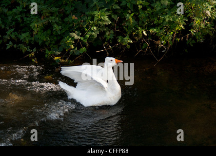 A Roman Goose Landing on the river Bure in Aylsham, Norfolk, England, UK Stock Photo