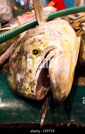 close up shot of mahi mahi fish head in market, philippines Stock Photo