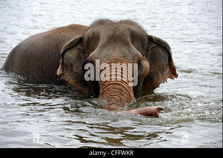 Elephant bathing in the lake outside WFFT (Wildlife Friends Foundation Thailand. Stock Photo