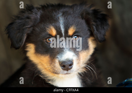 Australian Shepard Black-Tri dog pup Stock Photo