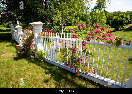 Red roses climbing up a white fence Stock Photo