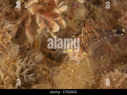 Female Black-faced Blenny  (Tripterygion delaisi) under Swanage Pier. Stock Photo