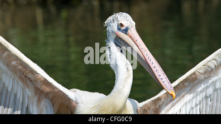 A Spot Billed Pelican spreading its wings. Stock Photo