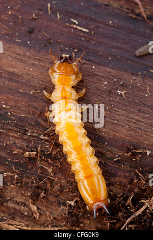 little woodworm lies on brown tree bark Stock Photo