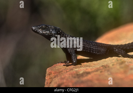 Black girdle-tailed lizard Cordylus niger, Cape of Good Hope National Park, South Africa Stock Photo