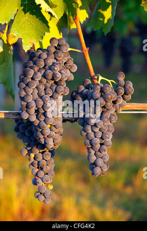 Italy, Basilicata, Rionero in Vulture, Aglianico del Vulture grapes Stock Photo