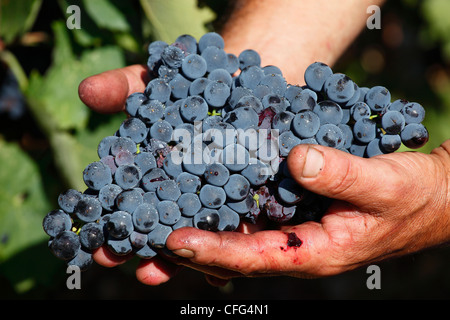 Italy, Basilicata, Rionero in Vulture, Aglianico del Vulture grapes Stock Photo