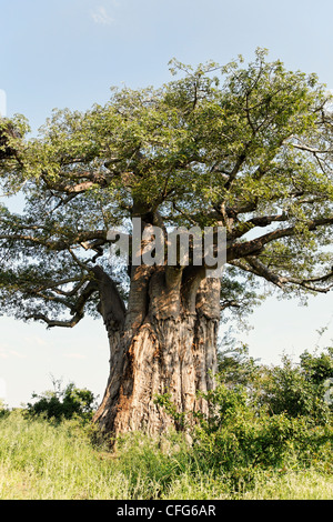 African Boabab Tree ( Adansona digitata ), Kruger National Park, South Africa Stock Photo
