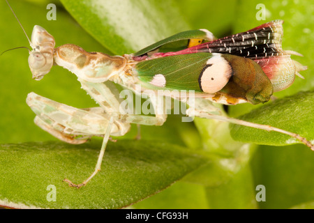 Portrait of an Indian Flower Praying Mantis on a leaf
