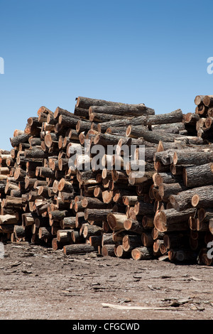 A large stack of freshly cut logs Stock Photo