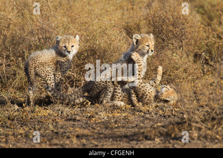 Cheetah clubs at play Stock Photo