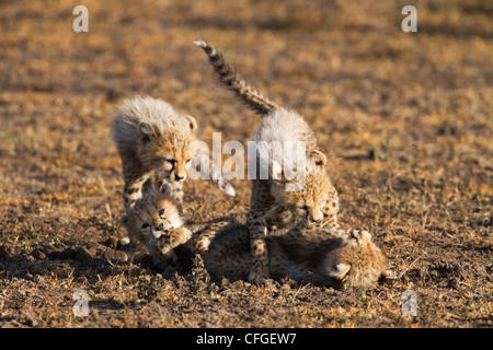 Four cheetah clubs playing Stock Photo
